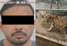 Nuevo León | Leader of a Northeast Cartel faction linked to fuel theft is captured; 7 tigers are being protected